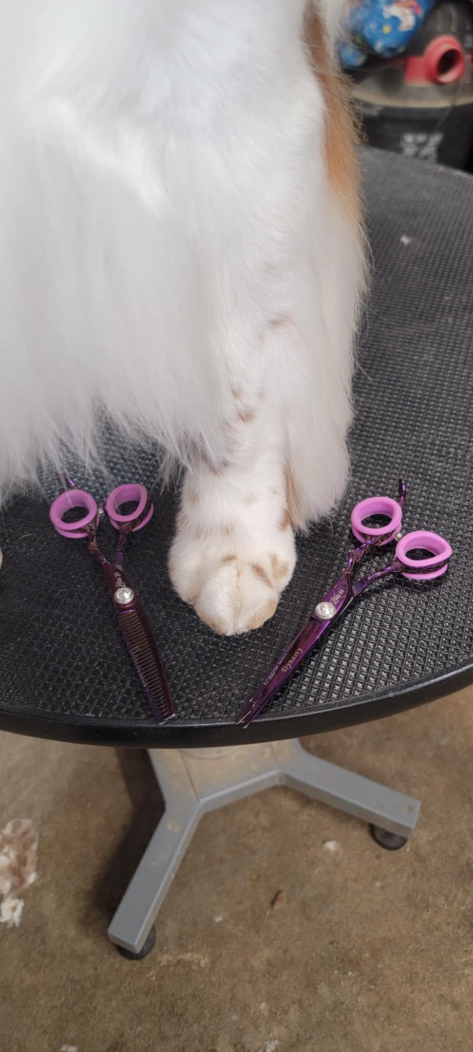 Dynasty Lilac 30 Tooth Blender